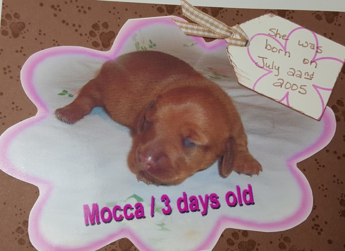 Vicki-Mocca-newborn pup