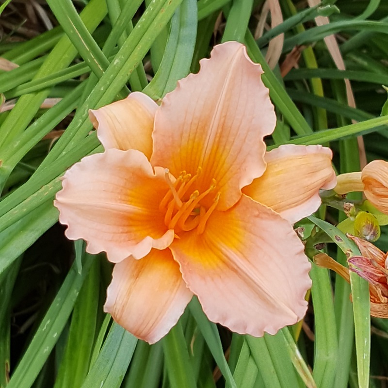 Vicki-orange Iris